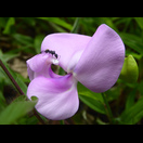 Eine asymmetrische Blüte